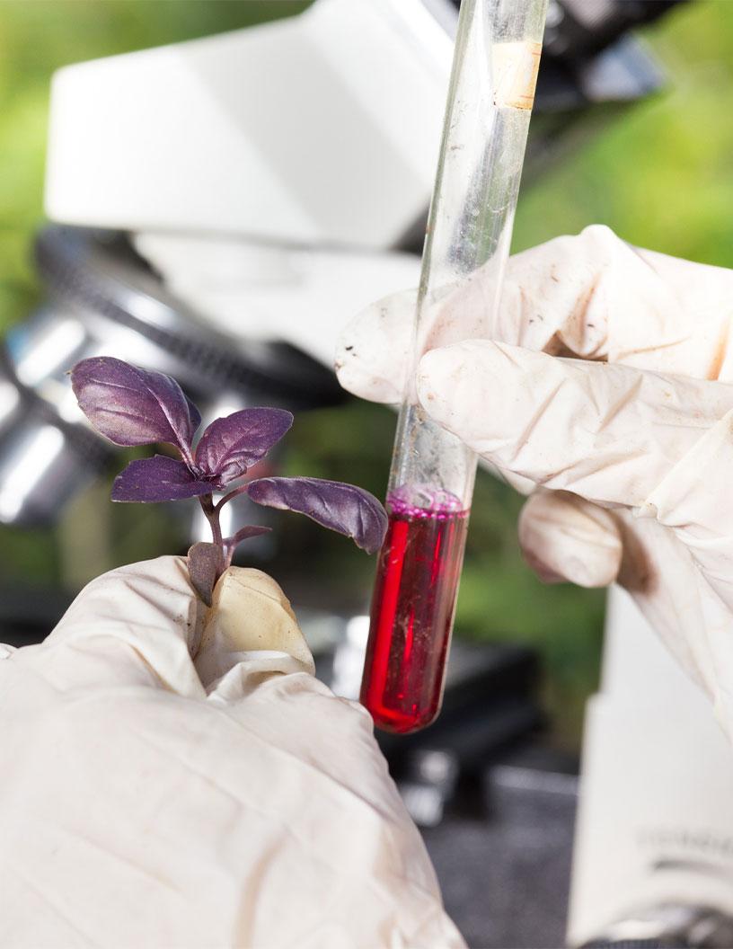 Agrochemicals Market in India 2025-2029