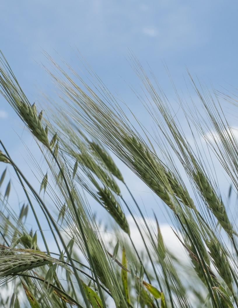Global Cultured Wheat Market 2025-2029