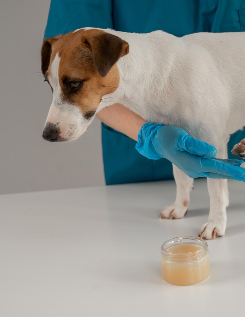 Global Canine Arthritis Treatment Market 2025-2029