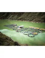 Aquaculture Market in Indonesia by Environment, Product, and Geography - Forecast and Analysis 2021-2025
