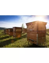 Apiculture Market by Product, Application, and Geography - Forecast and Analysis 2021-2025