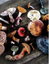 Medicinal Mushrooms Market by Product and Geography - Forecast and Analysis 2021-2025