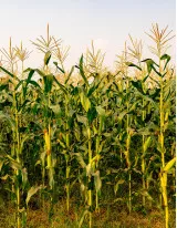 Maize Market by End-user and Geography - Forecast and Analysis 2022-2026