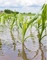 Crop Insurance Market Growth, Size, Trends, Analysis Report by Type, Application, Region and Segment Forecast 2022-2026
