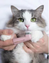 Pet Oral Care Products Market by Animal Type and Geography - Forecast and Analysis 2022-2026