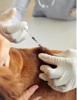 Companion Animal Healthcare Market by Product and Geography - Forecast and Analysis 2022-2026