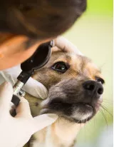 Veterinary Eye Care Market by Service and Geography - Forecast and Analysis 2022-2026