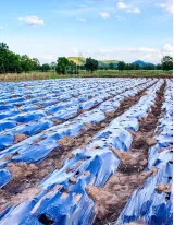 Agricultural Films Market by Application, Raw Material, and Geography - Forecast and Analysis 2021-2025