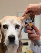 Animal Health Diagnostics Market by Type and Geography - Forecast and Analysis 2021-2025