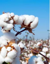 Cottonseed Market by Product and Geography - Forecast and Analysis 2020-2024