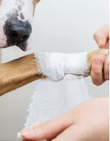 Animal Wound Care Market by Application and Geography - Forecast and Analysis 2020-2024