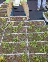 Green-Roofs Market by Product and Geography - Forecast and Analysis 2021-2025